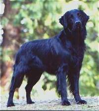 Flat Coated Retriever